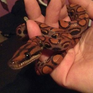 Meet your Posher, Jennie